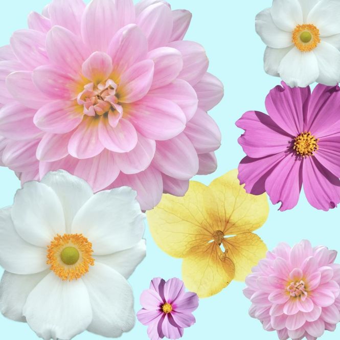Hovedbilde Blomster stort kort