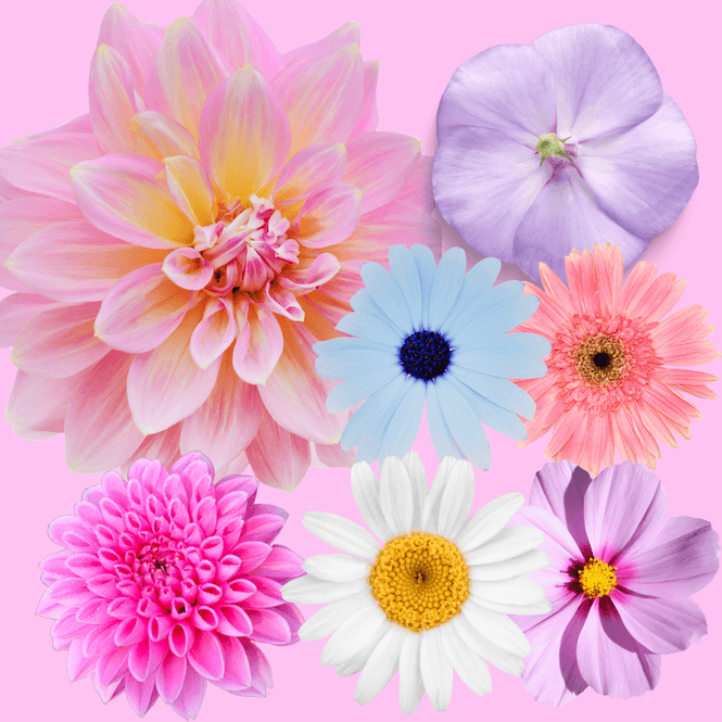 Hovedbilde Rosa blomster kort